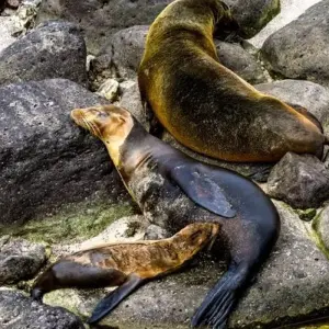 Explore Galapagos Island Hopping Adventure 7D/6N for 7 days with Bamba Travel and discover unforgettable experiences - Photo 5