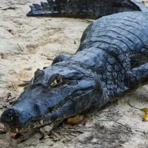 Explore Bolivian Amazon Pampas Adventure 3D/2N (from Rurrenabaque) for 3 days with Bamba Travel and discover unforgettable experiences - Photo 7