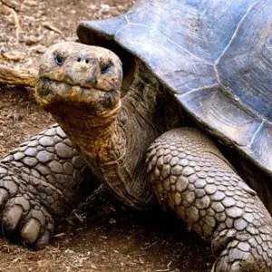 Explore Galapagos Island Hopping Adventure 7D/6N for 7 days with Bamba Travel and discover unforgettable experiences - Photo 6