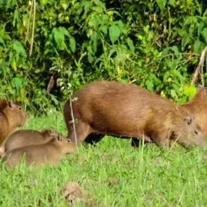 Explore Bolivian Amazon Pampas Adventure 3D/2N (from Rurrenabaque) for 3 days with Bamba Travel and discover unforgettable experiences - Photo 8