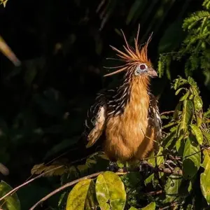 Explore Puerto Maldonado Amazon Field Station 5D/4N (from Puerto Maldonado) for 5 days with Bamba Travel and discover unforgettable experiences - Photo 2