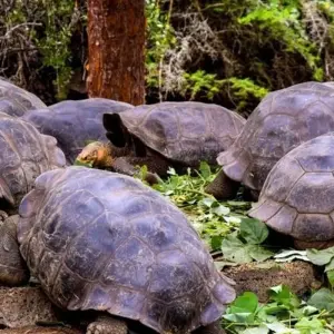 Explore Galapagos Island Hopping Adventure 7D/6N for 7 days with Bamba Travel and discover unforgettable experiences - Photo 7