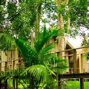 Explore Manaus Amazon Jungle Adventure 5D/4N for 5 days with Bamba Travel and discover unforgettable experiences - Photo 6