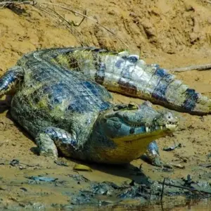 Explore Bolivian Amazon Pampas Adventure 3D/2N (from Rurrenabaque) for 3 days with Bamba Travel and discover unforgettable experiences - Photo 10