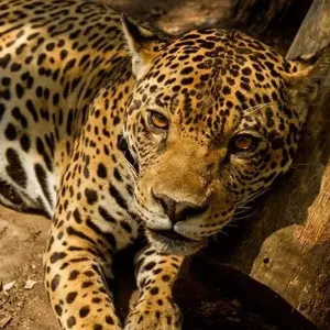 Explore Puerto Maldonado Amazon Eco-Lodge 5D/4N (from Cuzco) for 5 days with Bamba Travel and discover unforgettable experiences - Photo 8