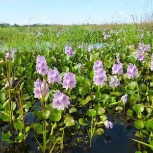 Explore Bolivian Amazon Pampas Adventure 3D/2N (from Rurrenabaque) for 3 days with Bamba Travel and discover unforgettable experiences - Photo 11