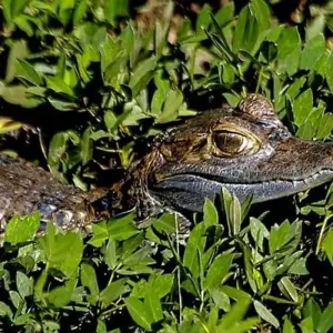 Explore Iquitos Amazon Jungle Adventure 5D/4N for 5 days with Bamba Travel and discover unforgettable experiences - Photo 10