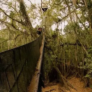 Explore Puerto Maldonado Amazon Eco-Lodge 5D/4N (from Cuzco) for 5 days with Bamba Travel and discover unforgettable experiences - Photo 9