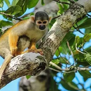 Explore Iquitos Amazon Jungle Adventure 5D/4N for 5 days with Bamba Travel and discover unforgettable experiences - Photo 11