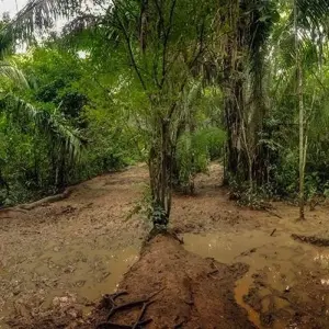 Explore Puerto Maldonado Amazon Eco-Lodge 5D/4N (from Cuzco) for 5 days with Bamba Travel and discover unforgettable experiences - Photo 10