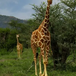 Explore Super Kenyan Safari 8D/7N (Masai Mara, Lake Nakuru, Sweetwaters & Samburu) for 8 days with Bamba Travel and discover unforgettable experiences - Photo 2