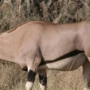 Explore Super Kenyan Safari 8D/7N (Masai Mara, Lake Nakuru, Sweetwaters & Samburu) for 8 days with Bamba Travel and discover unforgettable experiences - Photo 5