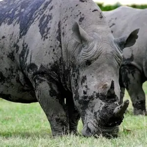 Explore Poa Sana Safari 5D/4N (Masai Mara, Sweetwaters & Lake Nakuru) for 5 days with Bamba Travel and discover unforgettable experiences - Photo 7