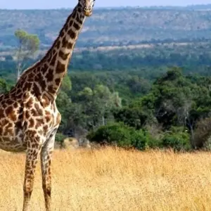 Explore Super Kenyan Safari 8D/7N (Masai Mara, Lake Nakuru, Sweetwaters & Samburu) for 8 days with Bamba Travel and discover unforgettable experiences - Photo 7