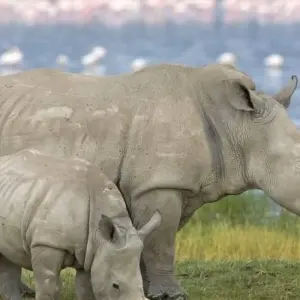 Explore Super Kenyan Safari 8D/7N (Masai Mara, Lake Nakuru, Sweetwaters & Samburu) for 8 days with Bamba Travel and discover unforgettable experiences - Photo 8