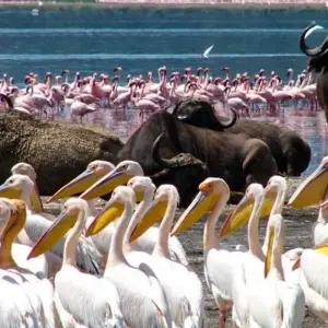 Explore Poa Sana Safari 5D/4N (Masai Mara, Sweetwaters & Lake Nakuru) for 5 days with Bamba Travel and discover unforgettable experiences - Photo 9