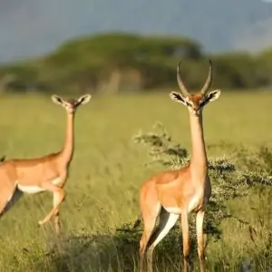 Explore Super Kenyan Safari 8D/7N (Masai Mara, Lake Nakuru, Sweetwaters & Samburu) for 8 days with Bamba Travel and discover unforgettable experiences - Photo 9