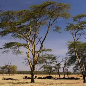 Explore Poa Sana Safari 5D/4N (Masai Mara, Sweetwaters & Lake Nakuru) for 5 days with Bamba Travel and discover unforgettable experiences - Photo 10