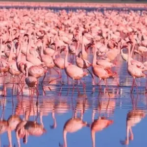 Explore Super Kenyan Safari 8D/7N (Masai Mara, Lake Nakuru, Sweetwaters & Samburu) for 8 days with Bamba Travel and discover unforgettable experiences - Photo 10