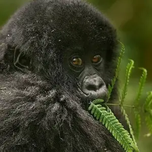 Explore Uganda Gorilla & Lake Safari 5D/4N for 5 days with Bamba Travel and discover unforgettable experiences - Photo 3