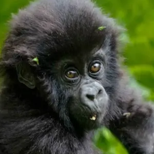 Explore Uganda Gorilla & Lake Safari 5D/4N for 5 days with Bamba Travel and discover unforgettable experiences - Photo 4