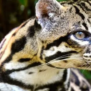 Explore Tena Amazon Eco-Lodge Adventure 4D/3N for 4 days with Bamba Travel and discover unforgettable experiences - Photo 3