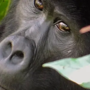 Explore Uganda Gorilla & Lake Safari 5D/4N for 5 days with Bamba Travel and discover unforgettable experiences - Photo 7
