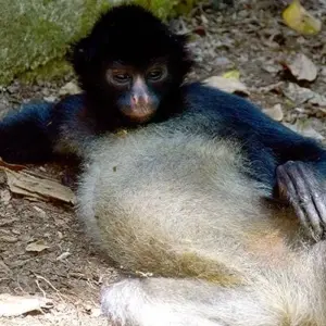 Explore Tena Amazon Eco-Lodge Adventure 4D/3N for 4 days with Bamba Travel and discover unforgettable experiences - Photo 7