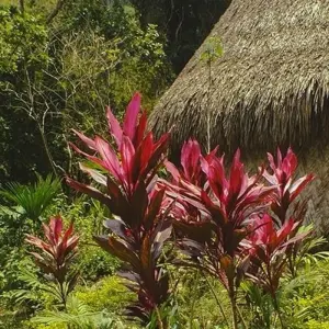 Explore Taironaka Natural Experience 3D/2N for 3 days with Bamba Travel and discover unforgettable experiences - Photo 11