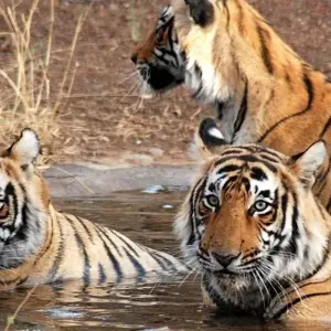 Explore Golden Triangle & Tiger Experience 9D/8N for 9 days with Bamba Travel and discover unforgettable experiences - Photo 4