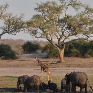 Explore Victoria Falls & Chobe Adventure 4D/3N (from Victoria Falls) for 4 days with Bamba Travel and discover unforgettable experiences - Photo 3