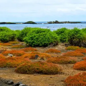 Explore Galapagos Island Hopping Adventure 5D/4N for 5 days with Bamba Travel and discover unforgettable experiences - Photo 2
