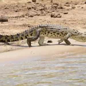 Explore Victoria Falls & Chobe Adventure 4D/3N (from Livingstone) for 4 days with Bamba Travel and discover unforgettable experiences - Photo 4