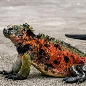 Explore Galapagos Island Hopping Adventure 5D/4N for 5 days with Bamba Travel and discover unforgettable experiences - Photo 4