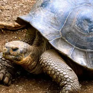 Explore Galapagos Island Hopping Adventure 5D/4N for 5 days with Bamba Travel and discover unforgettable experiences - Photo 5