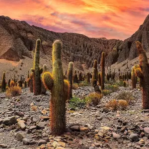Explore Salta Desert Explorer 5D/4N for 5 days with Bamba Travel and discover unforgettable experiences - Photo 7