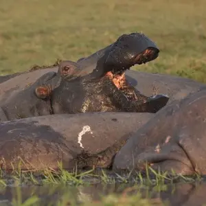 Explore Victoria Falls & Chobe Adventure 4D/3N (from Victoria Falls) for 4 days with Bamba Travel and discover unforgettable experiences - Photo 11