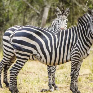 Explore Highlights of Tanzania Safari 5D/4N (Tarangire, Serengeti & Ngorongoro) for 5 days with Bamba Travel and discover unforgettable experiences - Photo 5