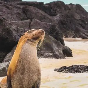 Explore Galapagos Island Hopping Adventure 5D/4N for 5 days with Bamba Travel and discover unforgettable experiences - Photo 9