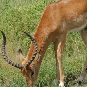 Explore Highlights of Tanzania Safari 6D/5N (Tarangire, Serengeti & Ngorongoro) for 6 days with Bamba Travel and discover unforgettable experiences - Photo 4