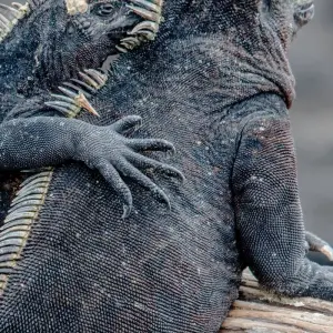 Explore Galapagos Island Hopping Adventure 5D/4N for 5 days with Bamba Travel and discover unforgettable experiences - Photo 10