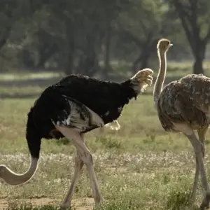 Explore Highlights of Tanzania Safari 5D/4N (Tarangire, Serengeti & Ngorongoro) for 5 days with Bamba Travel and discover unforgettable experiences - Photo 7