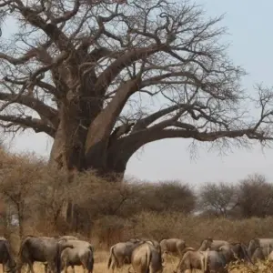 Explore Highlights of Tanzania Safari 6D/5N (Tarangire, Serengeti & Ngorongoro) for 6 days with Bamba Travel and discover unforgettable experiences - Photo 5