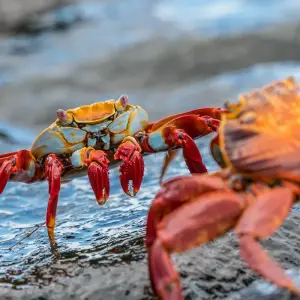 Explore Galapagos Island Hopping Adventure 5D/4N for 5 days with Bamba Travel and discover unforgettable experiences - Photo 11