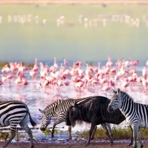 Explore Highlights of Tanzania Safari 6D/5N (Tarangire, Serengeti & Ngorongoro) for 6 days with Bamba Travel and discover unforgettable experiences - Photo 7