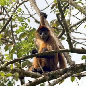 Explore Tortuguero National Park Adventure 3D/2N for 3 days with Bamba Travel and discover unforgettable experiences - Photo 4