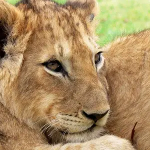 Explore Highlights of Tanzania Safari 5D/4N (Tarangire, Serengeti & Ngorongoro) for 5 days with Bamba Travel and discover unforgettable experiences - Photo 10