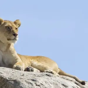 Explore Highlights of Tanzania Safari 6D/5N (Tarangire, Serengeti & Ngorongoro) for 6 days with Bamba Travel and discover unforgettable experiences - Photo 8