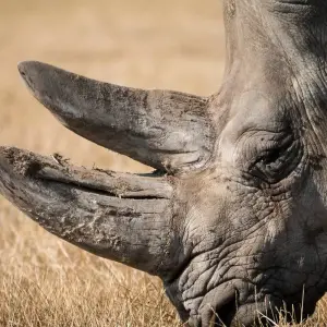 Explore Highlights of Tanzania Safari 5D/4N (Tarangire, Serengeti & Ngorongoro) for 5 days with Bamba Travel and discover unforgettable experiences - Photo 11