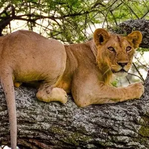 Explore Highlights of Tanzania Safari 6D/5N (Tarangire, Serengeti & Ngorongoro) for 6 days with Bamba Travel and discover unforgettable experiences - Photo 9